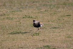 Vanellus chilensis