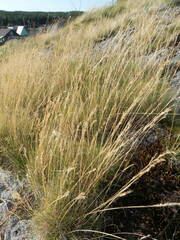 Festuca ovina