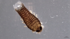 Cymothooidea
