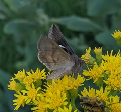 Anagrapha falcifera