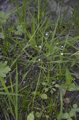 Androsace filiformis