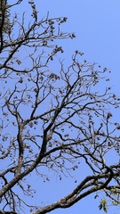 Cedrela fissilis