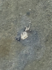 Hemigrapsus oregonensis