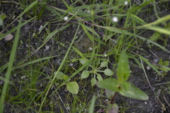 Androsace filiformis