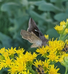 Anagrapha falcifera