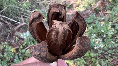 Cedrela fissilis