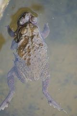 Rhinella arenarum