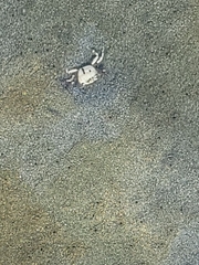 Hemigrapsus oregonensis