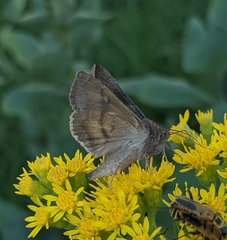 Anagrapha falcifera