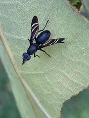 Tritoxa flexa