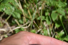 Juncus drummondii