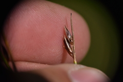 Juncus drummondii