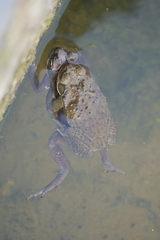 Rhinella arenarum