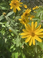 Helianthus divaricatus