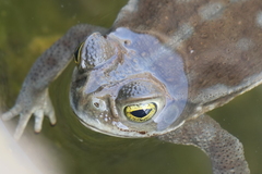 Rhinella arenarum