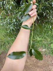 Passiflora tetrandra