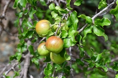 Sarcomphalus pedunculatus