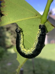Ceratomia catalpae