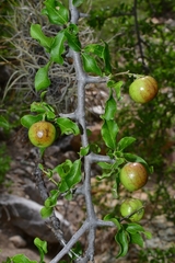 Sarcomphalus pedunculatus