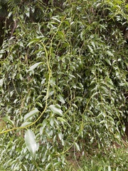 Passiflora tetrandra
