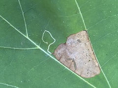 Ectoedemia platanella