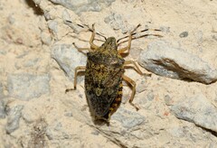 Rhaphigaster nebulosa