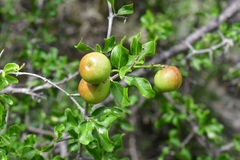 Sarcomphalus pedunculatus