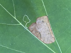 Ectoedemia platanella