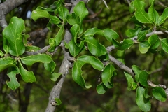 Sarcomphalus pedunculatus