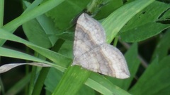 Scotopteryx chenopodiata