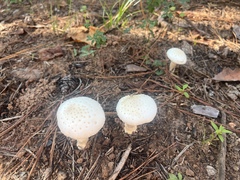 Amanita cokeri