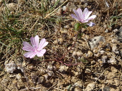 Malva