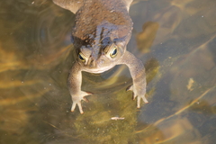 Rhinella arenarum