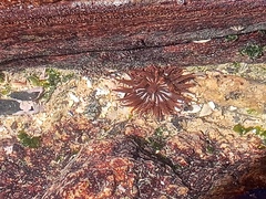 Anemonia sargassensis