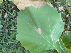 Ectoedemia platanella