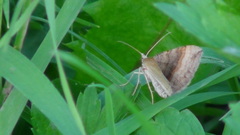 Scotopteryx chenopodiata