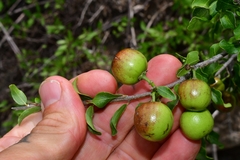 Sarcomphalus pedunculatus
