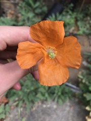 Papaver dubium