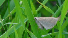 Scotopteryx chenopodiata