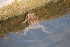 Rhinella arenarum