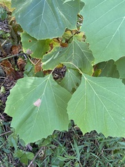 Ectoedemia platanella