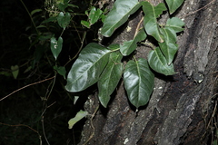 Parsonsia brisbanensis