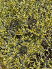 Acacia wilhelmiana