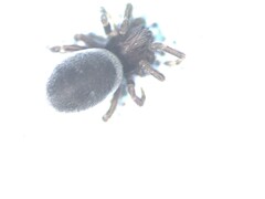Dictynidae