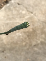 Papaver dubium
