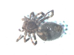 Dictynidae