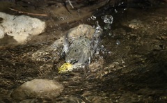 Setophaga occidentalis