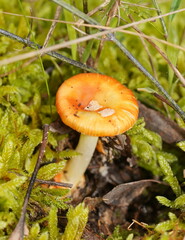Amanita xanthocephala