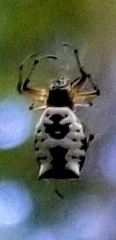 Micrathena mitrata