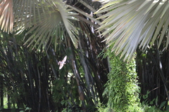 Hirundo tahitica